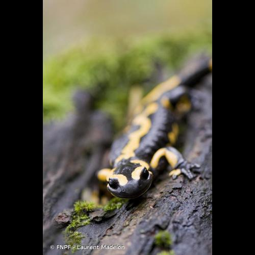 <i>Salamandra salamandra</i> (Linnaeus, 1758) &copy; FNPF - Laurent Madelon