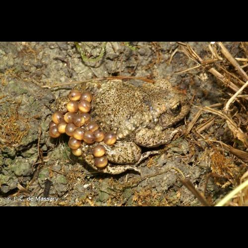 <i>Alytes obstetricans</i> (Laurenti, 1768) &copy; J.-C. de Massary