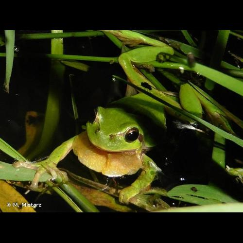 <i>Hyla arborea</i> (Linnaeus, 1758) &copy; M. Mistarz