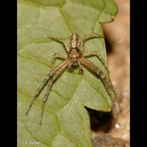 <i>Tmarus piger</i> (Walckenaer, 1802) &copy; S. Déjean
