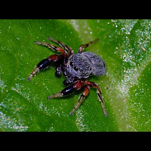 <i>Ballus rufipes</i> (Simon, 1869) &copy; Y. Montardi