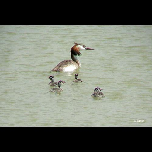 <i>Podiceps cristatus</i> (Linnaeus, 1758) &copy; S. Siblet