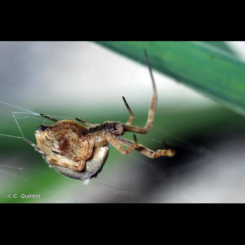 <i>Uloborus walckenaerius</i> Latreille, 1806 &copy; C. Quintin