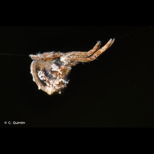 <i>Hyptiotes paradoxus</i> (C.L. Koch, 1834) &copy; C. Quintin