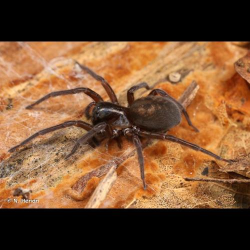 <i>Amaurobius ferox</i> (Walckenaer, 1830) &copy; N. Henon