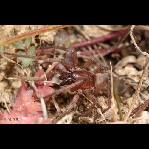 <i>Drassodes lapidosus</i> (Walckenaer, 1802) &copy; J-J. Tilly