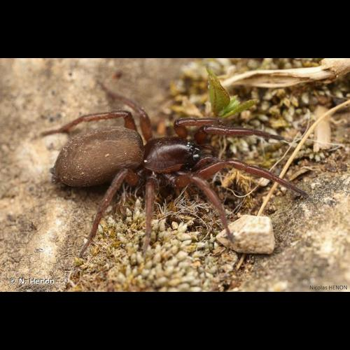 <i>Haplodrassus signifer</i> (C.L. Koch, 1839) &copy; N. Henon