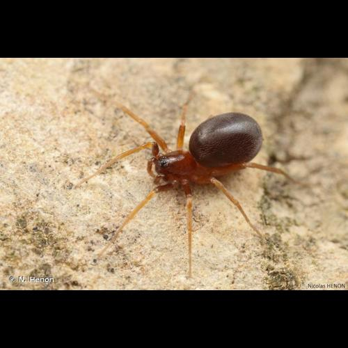 <i>Zodarion italicum</i> (Canestrini, 1868) &copy; N. Henon