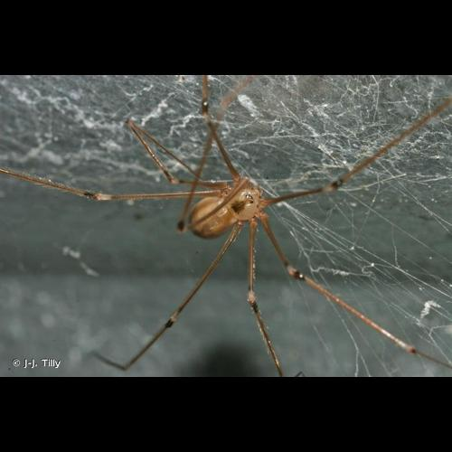 <i>Pholcus phalangioides</i> (Fuessly, 1775) &copy; J-J. Tilly