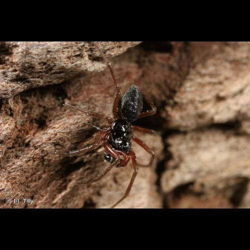 <i>Erigone atra</i> Blackwall, 1833 &copy; J-J. Tilly