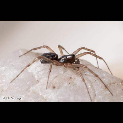 <i>Neriene clathrata</i> (Sundevall, 1830) &copy; M. Fabregat