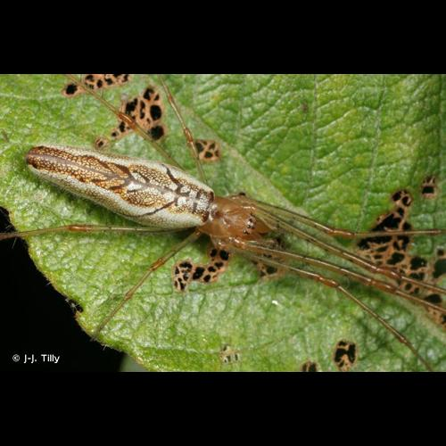 <i>Tetragnatha montana</i> Simon, 1874 &copy; J-J. Tilly