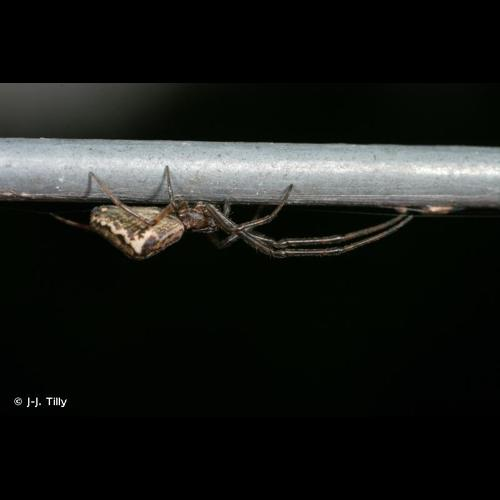 <i>Tetragnatha obtusa</i> C.L. Koch, 1837 &copy; J-J. Tilly
