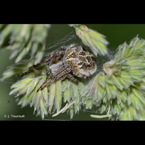 <i>Agalenatea redii</i> (Scopoli, 1763) &copy; J. Touroult