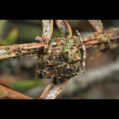 <i>Gibbaranea gibbosa</i> (Walckenaer, 1802) &copy; J-J. Tilly