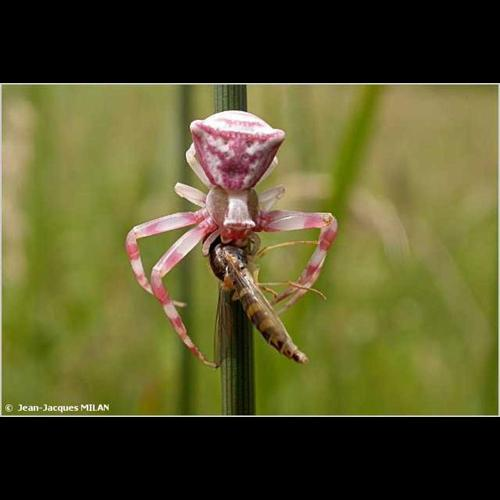 <i>Thomisus onustus</i> Walckenaer, 1805 &copy; J.-J. Milan