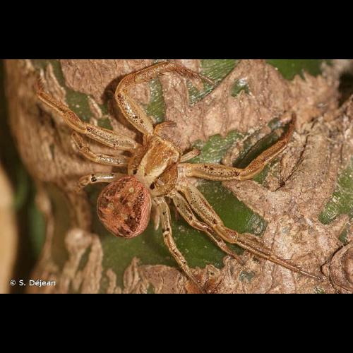 <i>Xysticus cristatus</i> (Clerck, 1758) &copy; S. Déjean