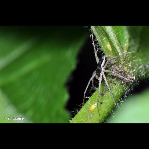 <i>Philodromus dispar</i> Walckenaer, 1826 &copy; C. Quintin