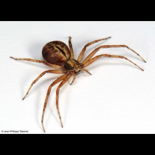 <i>Philodromus aureolus</i> (Clerck, 1758) &copy; 