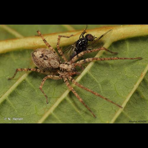 <i>Anyphaena accentuata</i> (Walckenaer, 1802) &copy; N. Henon
