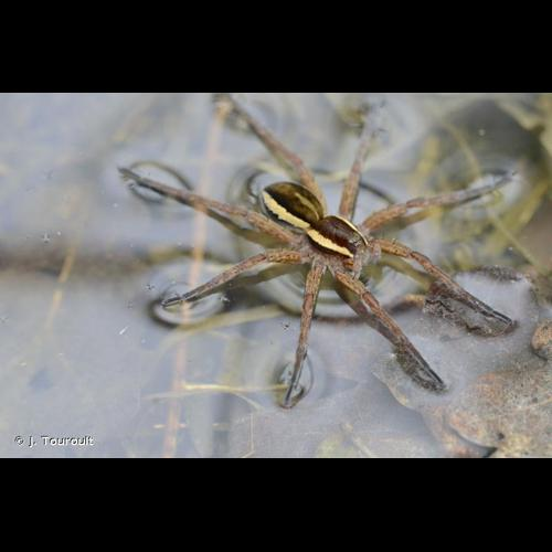 <i>Dolomedes fimbriatus</i> (Clerck, 1757) &copy; J. Touroult