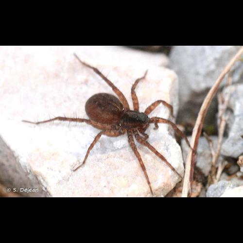 <i>Pardosa pullata</i> (Clerck, 1758) &copy; S. Déjean