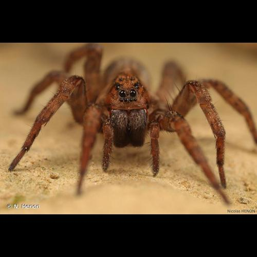 <i>Trochosa terricola</i> Thorell, 1856 &copy; N. Henon