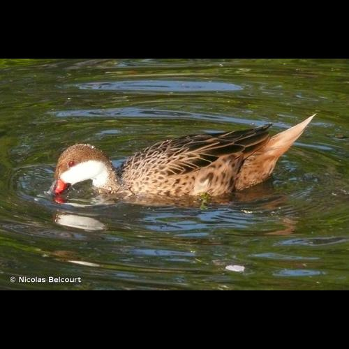 <i>Anas bahamensis</i> Linnaeus, 1758 &copy; Nicolas Belcourt