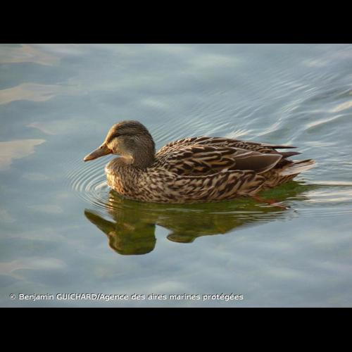 <i>Anas platyrhynchos</i> Linnaeus, 1758 &copy; Benjamin GUICHARD/Agence des aires marines protégées