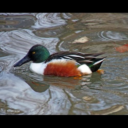 <i>Spatula clypeata</i> (Linnaeus, 1758) &copy; S. Wroza