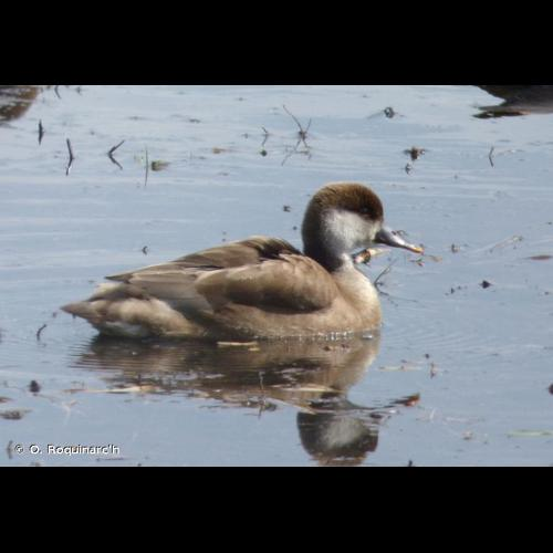 <i>Netta rufina</i> (Pallas, 1773) &copy; O. Roquinarc'h