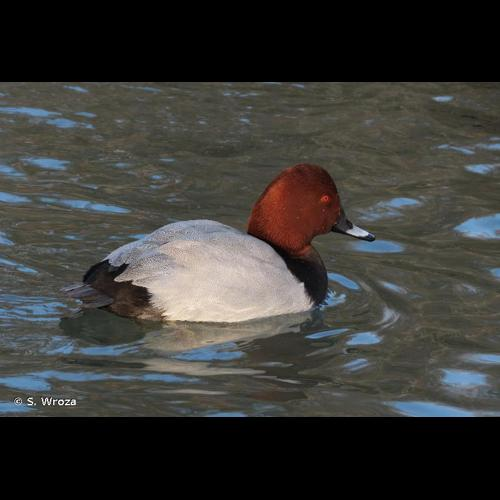 <i>Aythya ferina</i> (Linnaeus, 1758) &copy; S. Wroza