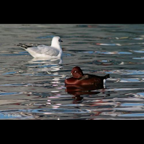 <i>Aythya nyroca</i> (Güldenstädt, 1770) &copy; S. Siblet