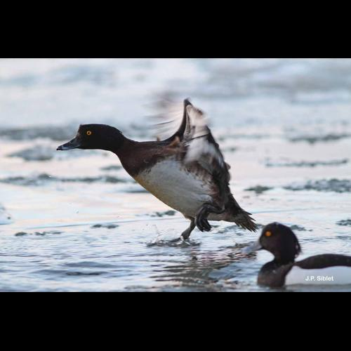 <i>Aythya fuligula</i> (Linnaeus, 1758) &copy; J.P. Siblet