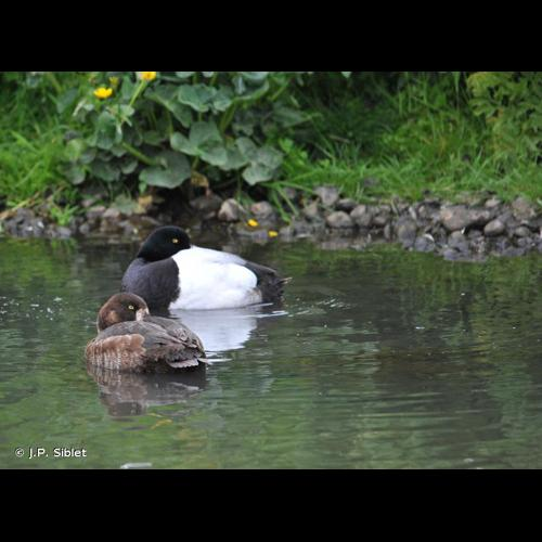 <i>Aythya marila</i> (Linnaeus, 1761) &copy; J.P. Siblet
