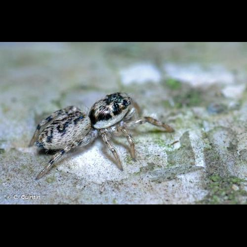 <i>Salticus zebraneus</i> (C.L. Koch, 1837) &copy; C. Quintin