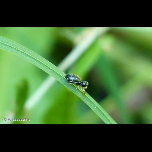 <i>Heliophanus cupreus</i> (Walckenaer, 1802) &copy; A. Lacoeuilhe