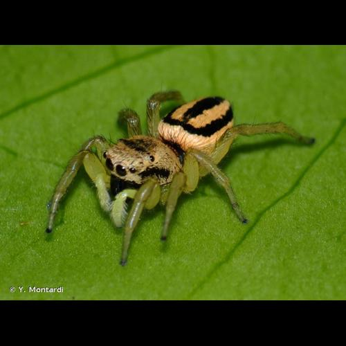 <i>Heliophanus melinus</i> L. Koch, 1867 &copy; Y. Montardi