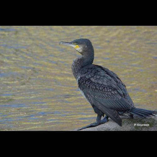 <i>Phalacrocorax carbo</i> (Linnaeus, 1758) &copy; P. Gourdain