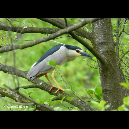 <i>Nycticorax nycticorax</i> (Linnaeus, 1758) &copy; O. Roquinarc'h