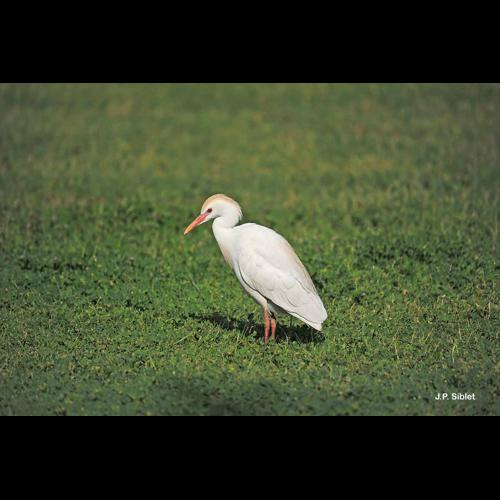 <i>Bubulcus ibis</i> (Linnaeus, 1758) &copy; J.P. Siblet