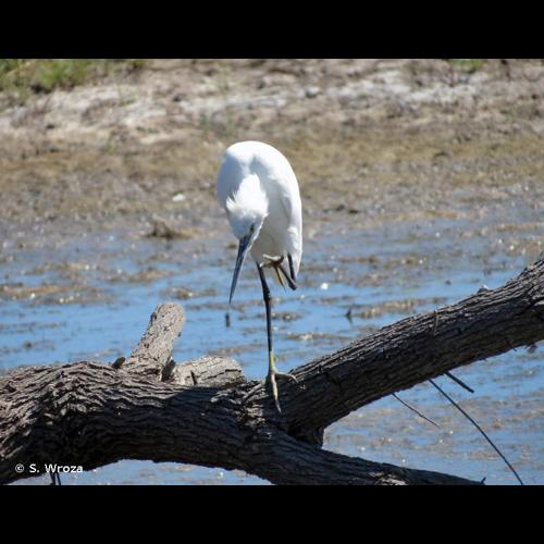 <i>Egretta garzetta</i> (Linnaeus, 1766) &copy; S. Wroza