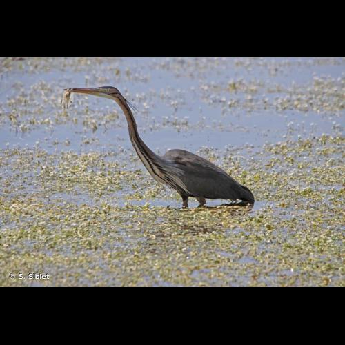 <i>Ardea purpurea</i> Linnaeus, 1766 &copy; S. Siblet
