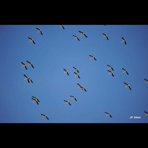 <i>Ciconia ciconia</i> (Linnaeus, 1758) &copy; J.P. Siblet