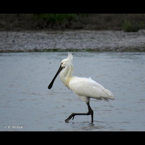 <i>Platalea leucorodia</i> Linnaeus, 1758 &copy; S. Wroza