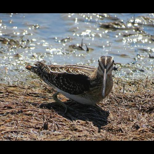 <i>Gallinago gallinago</i> (Linnaeus, 1758) &copy; S. Wroza