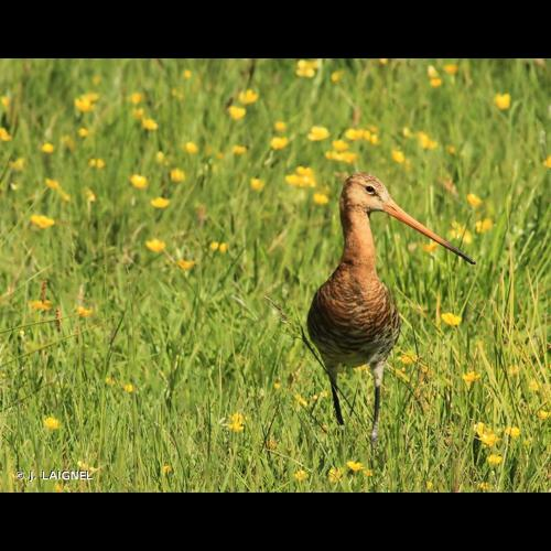 <i>Limosa limosa</i> (Linnaeus, 1758) &copy; J. LAIGNEL