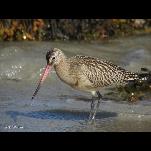 <i>Limosa lapponica</i> (Linnaeus, 1758) &copy; S. Wroza