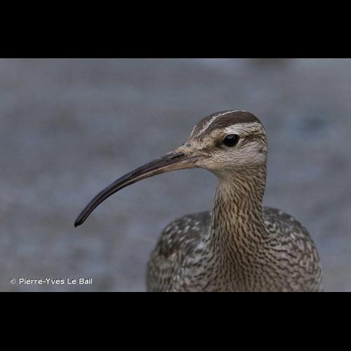 <i>Numenius phaeopus</i> (Linnaeus, 1758) &copy; Pierre-Yves Le Bail