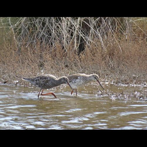 <i>Tringa erythropus</i> (Pallas, 1764) &copy; S. Wroza